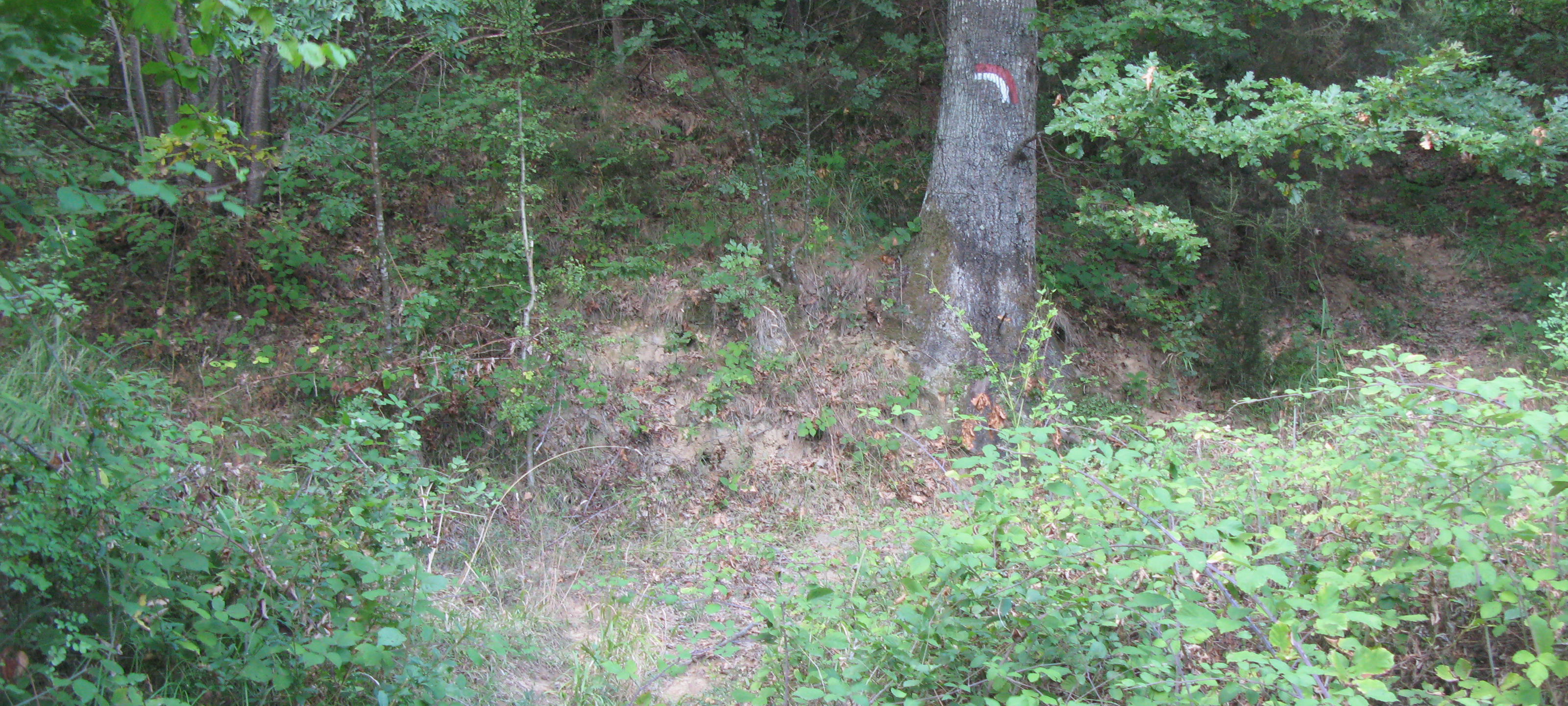 Bosco di Tecchie Sentiero 276C - immagine 3