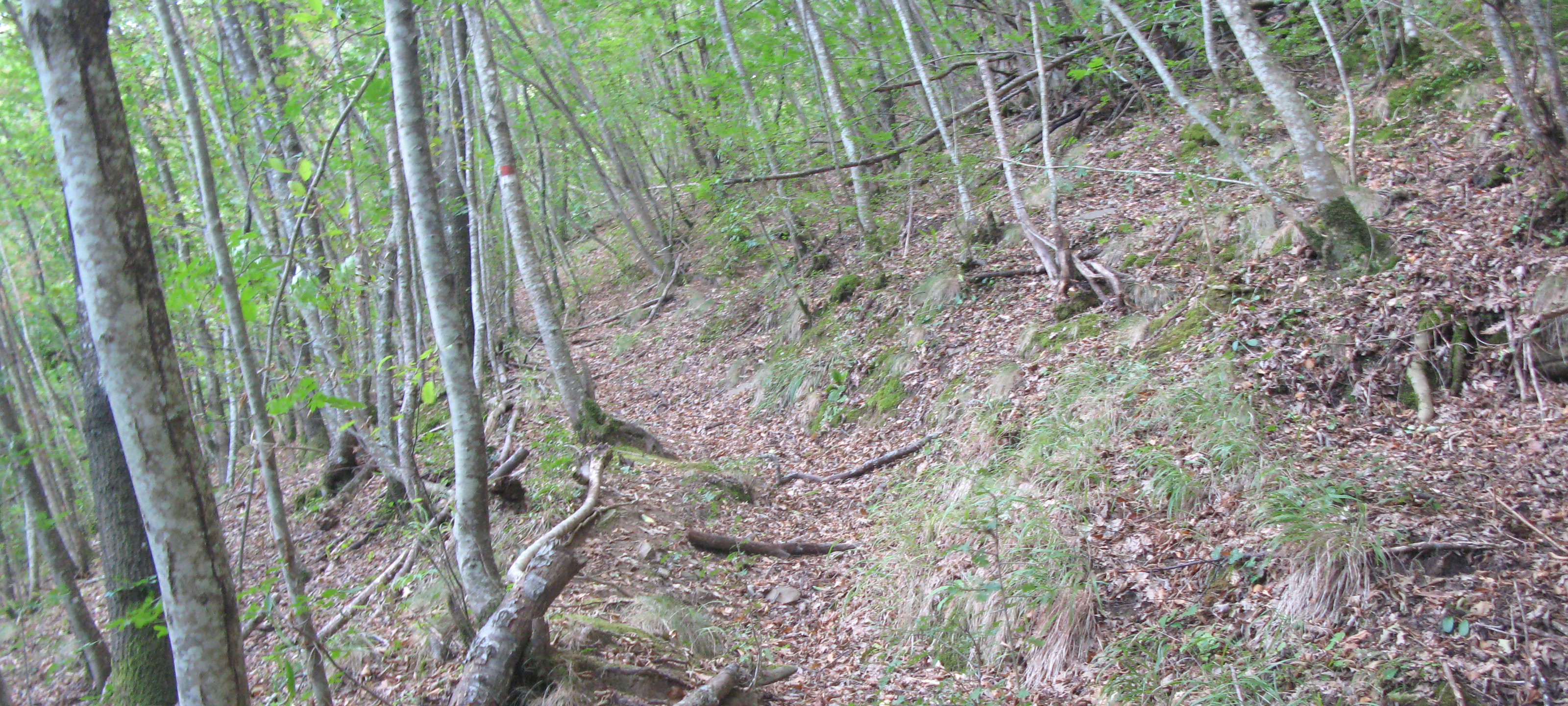 Bosco di Tecchie Sentiero 276C - immagine 4