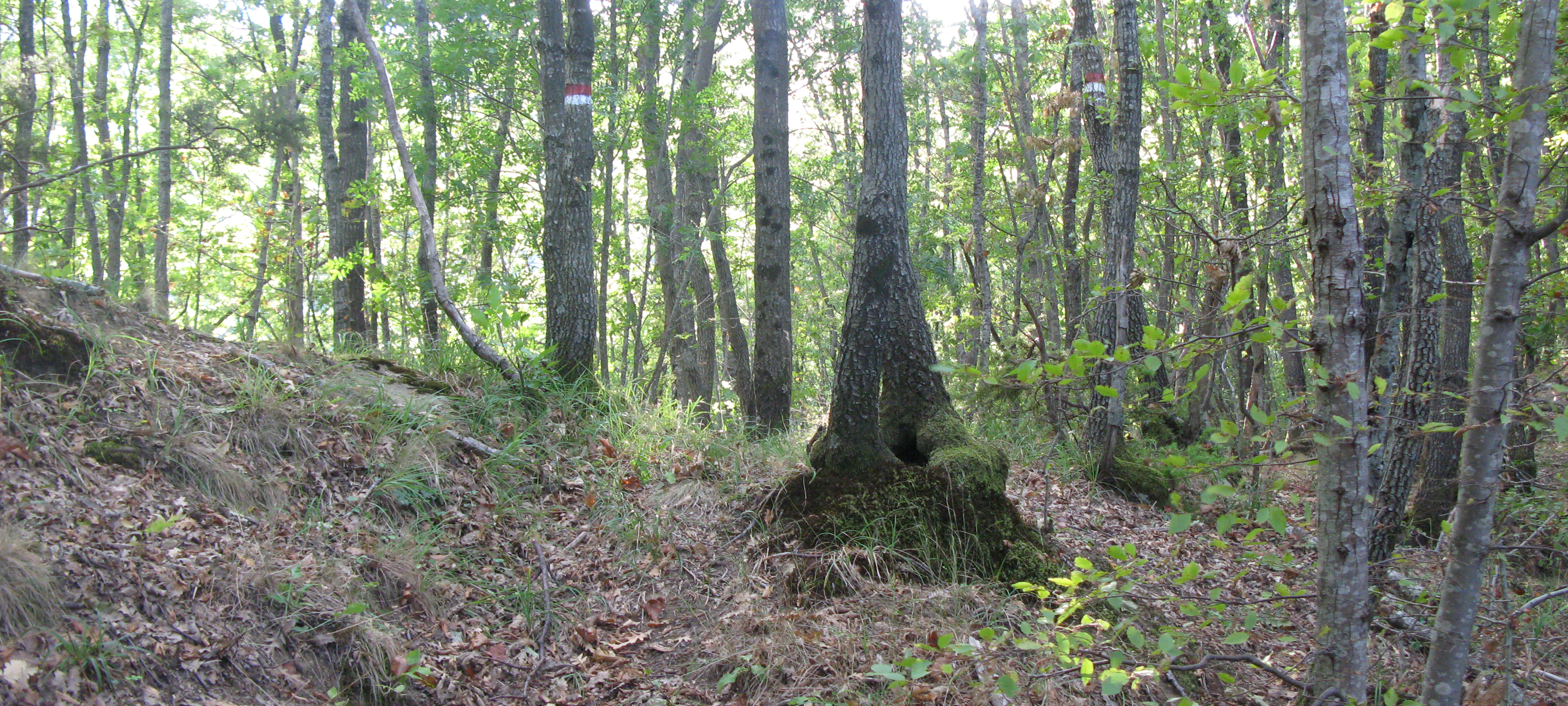 Bosco di Tecchie Sentiero 276C - immagine 5
