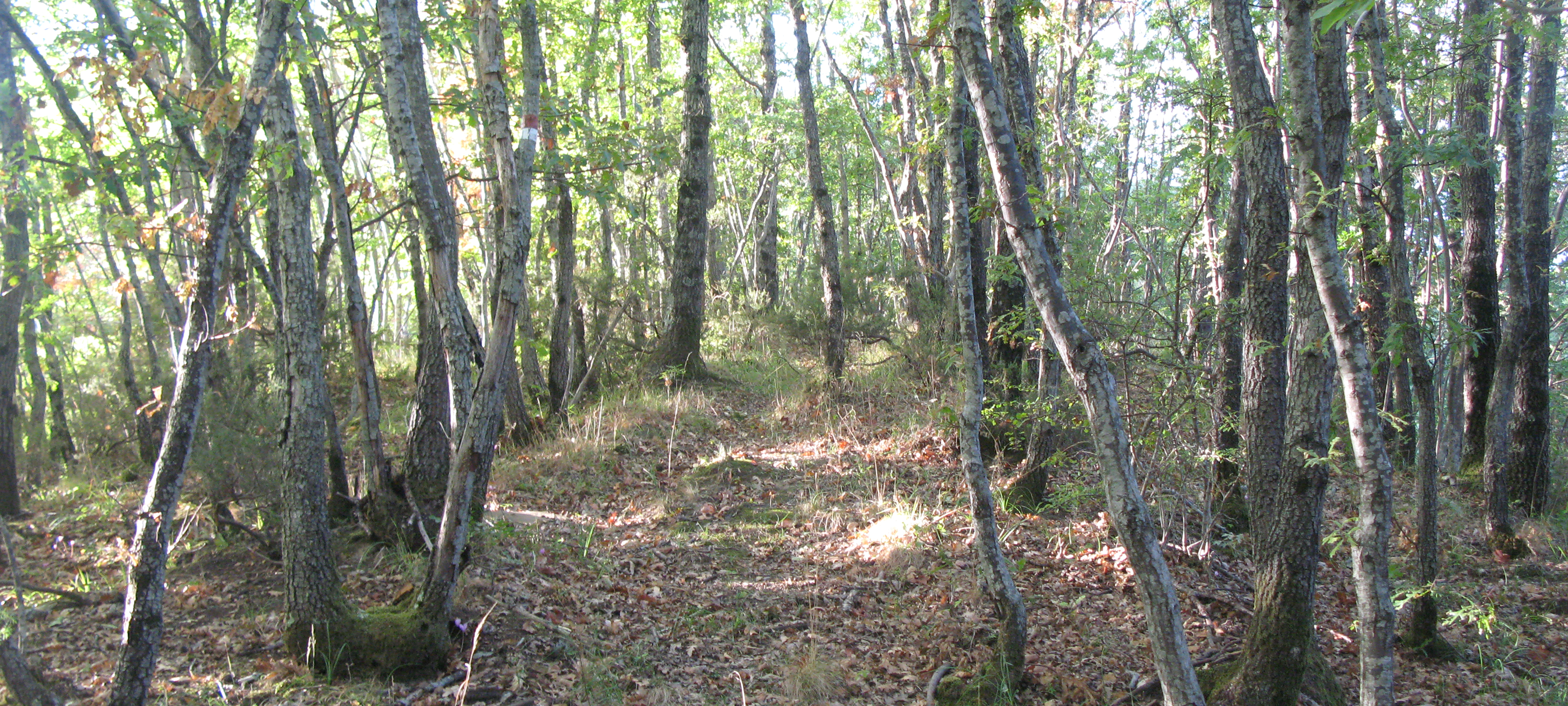 Bosco di Tecchie Sentiero 276C - immagine 6