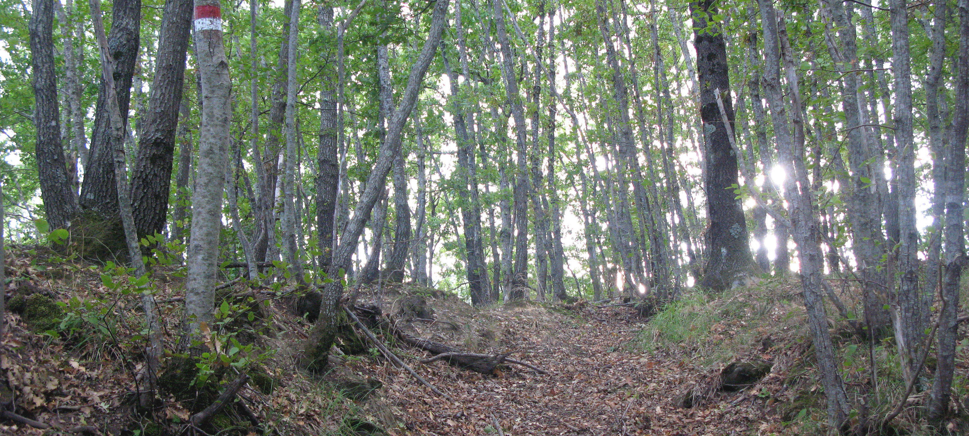 Bosco di Tecchie Sentiero 276C - immagine 7