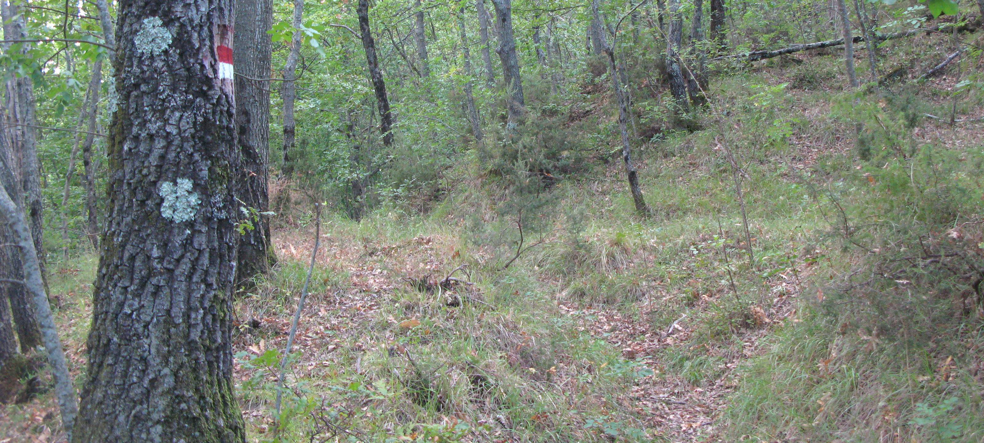 Bosco di Tecchie Sentiero 276C - immagine 8