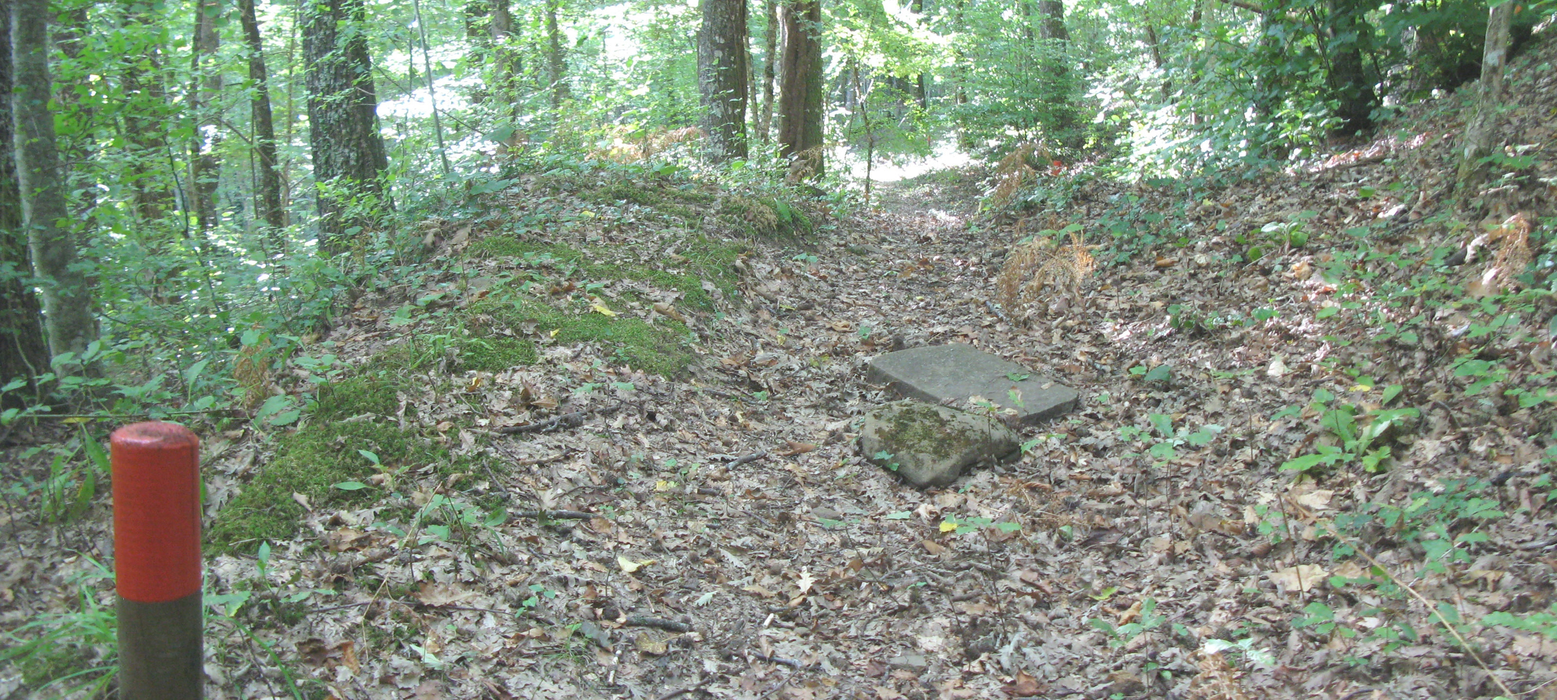 Bosco di Tecchie Sentiero 276D - immagine 1