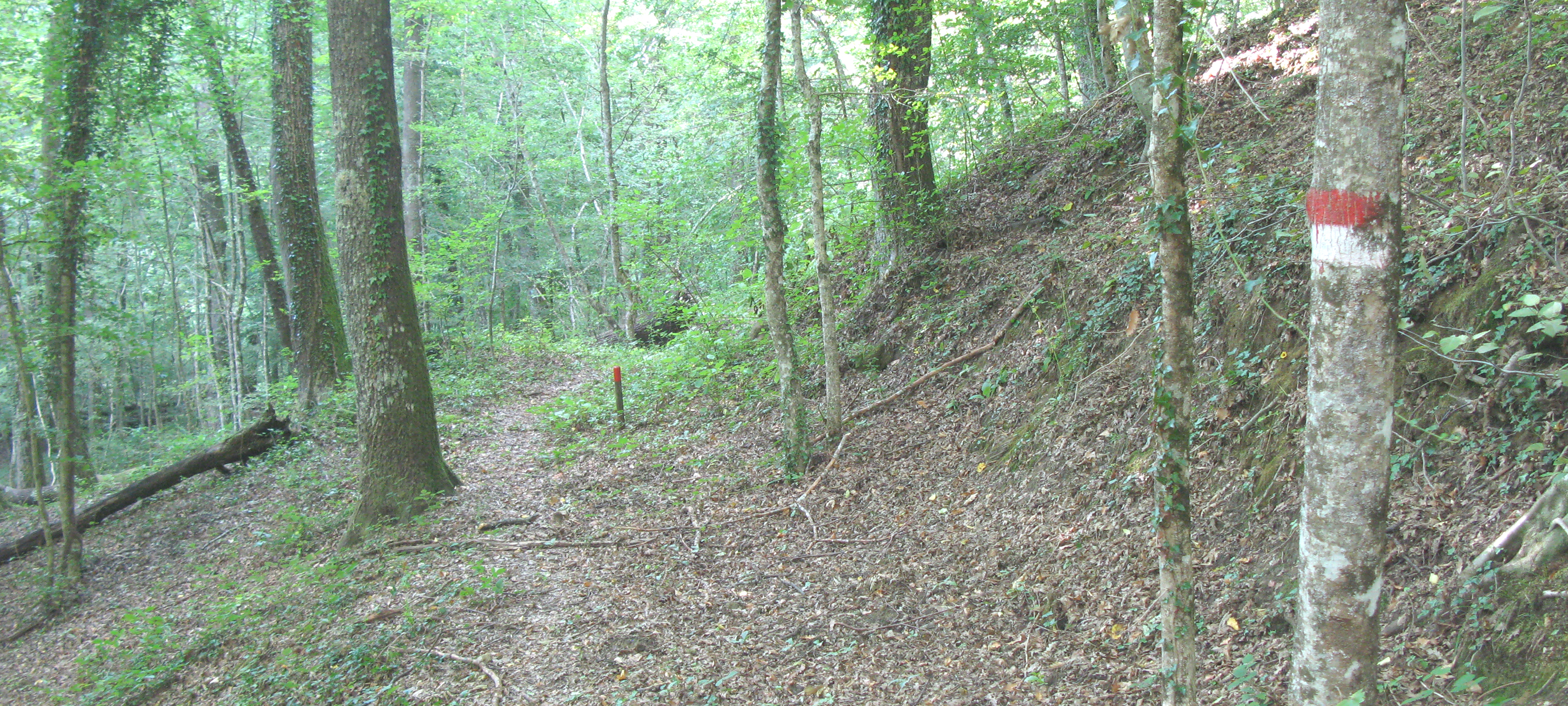 Bosco di Tecchie Sentiero 276D - immagine 2