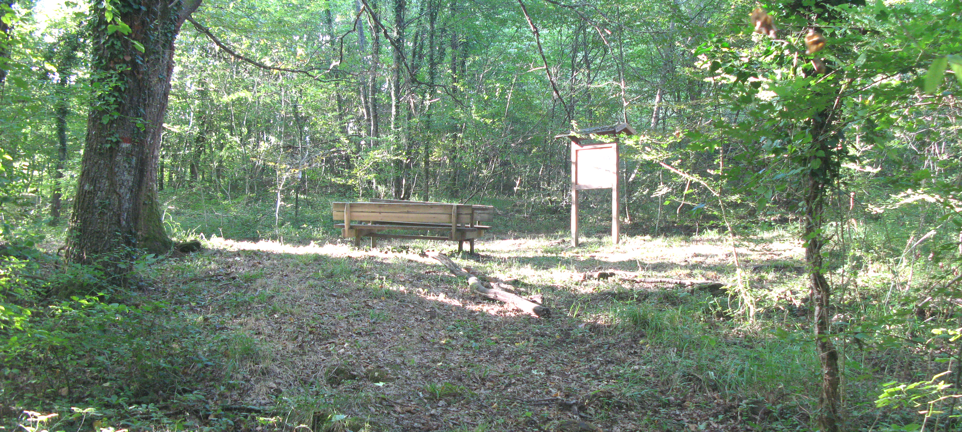 Bosco di Tecchie Sentiero 276D - immagine 3