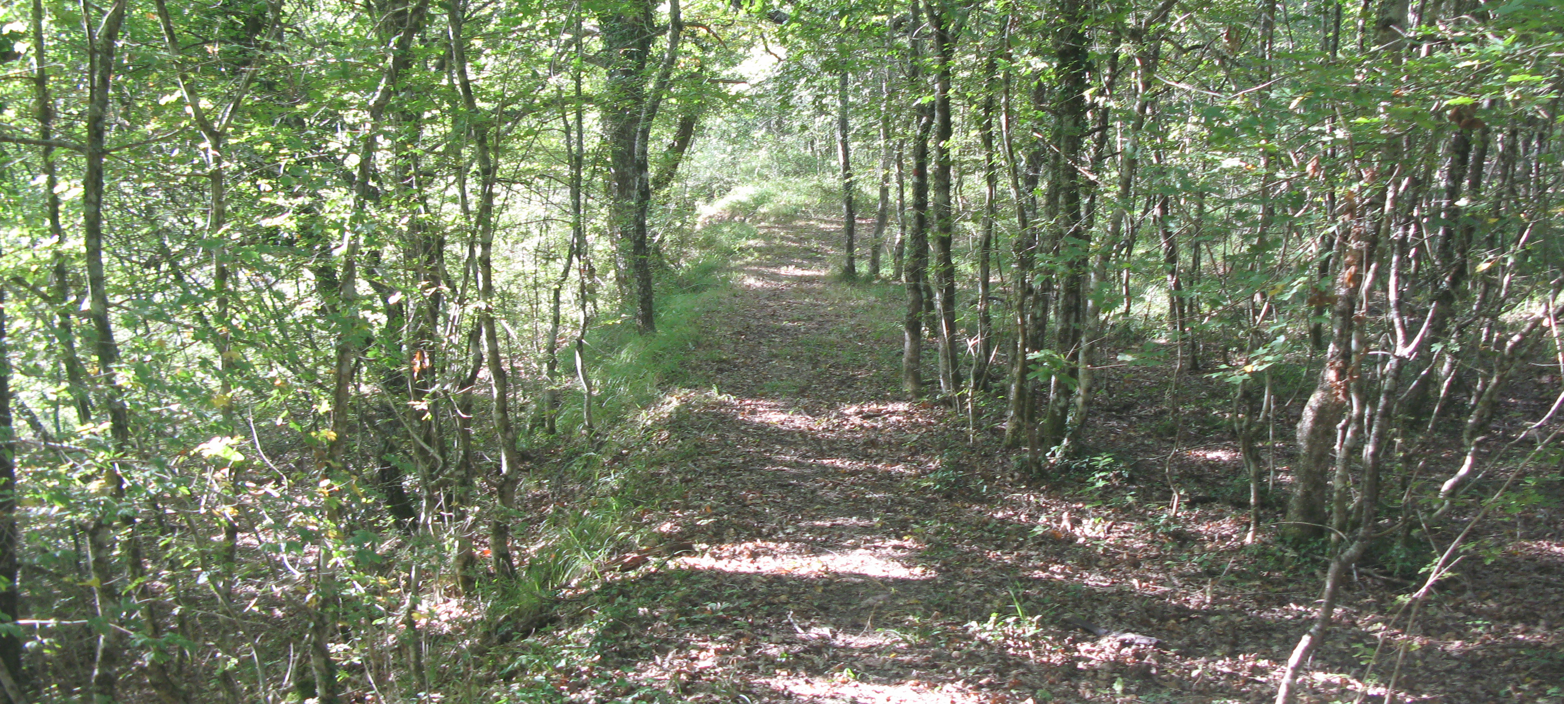 Bosco di Tecchie Sentiero 276D - immagine 4