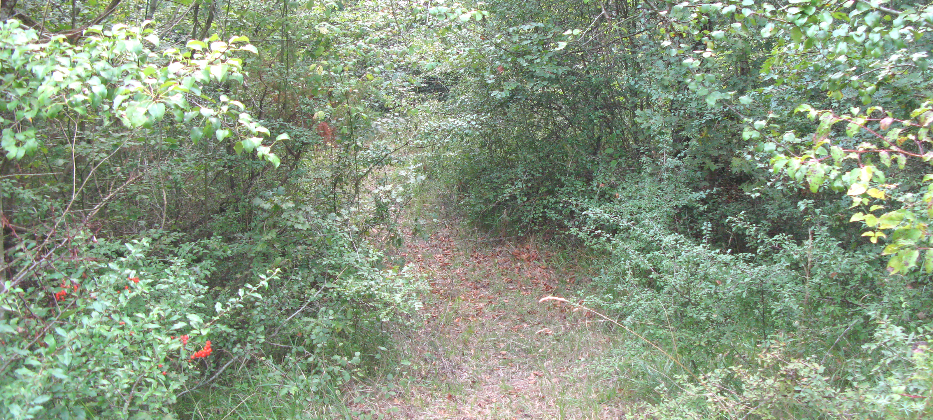 Bosco di Tecchie Sentiero 276D - immagine 5