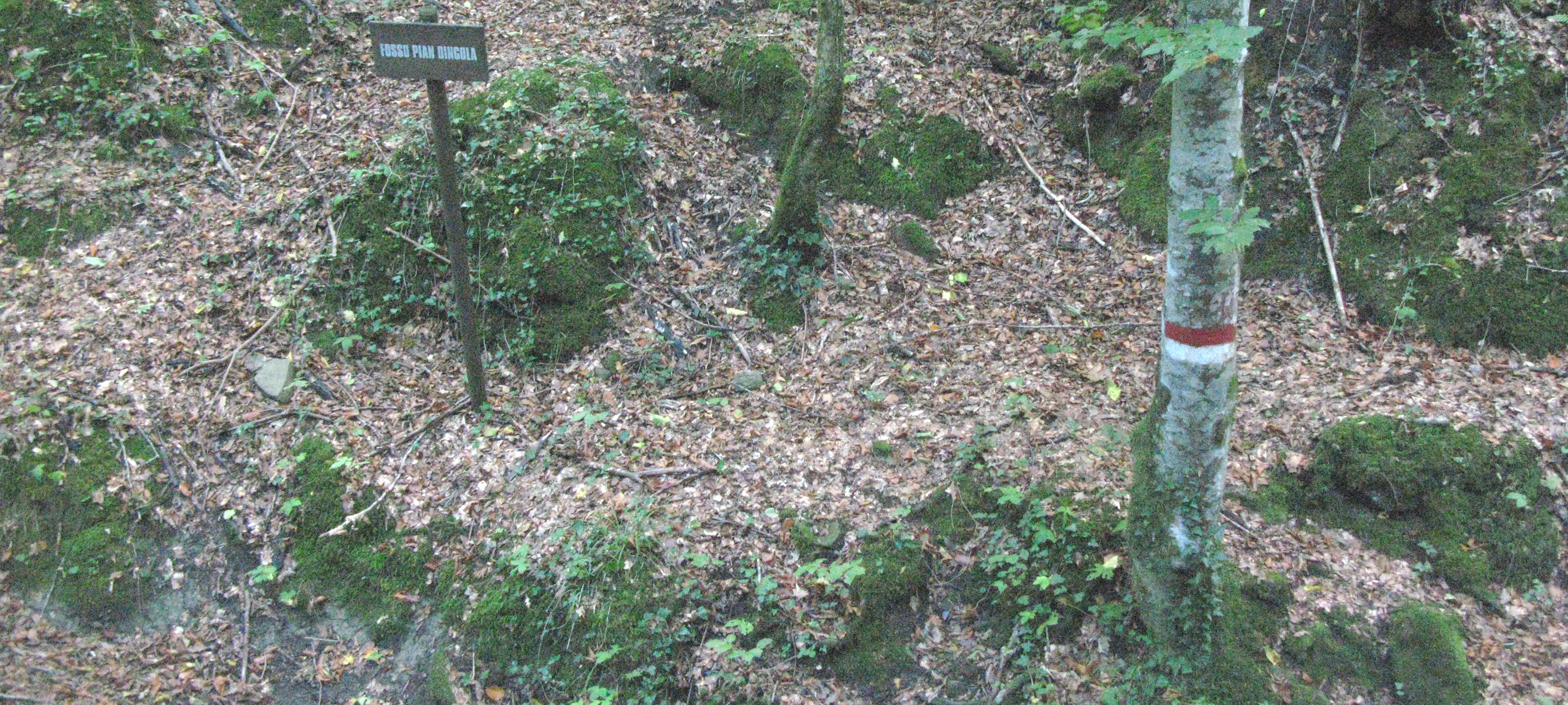 Bosco di Tecchie Sentiero 276D - immagine 6
