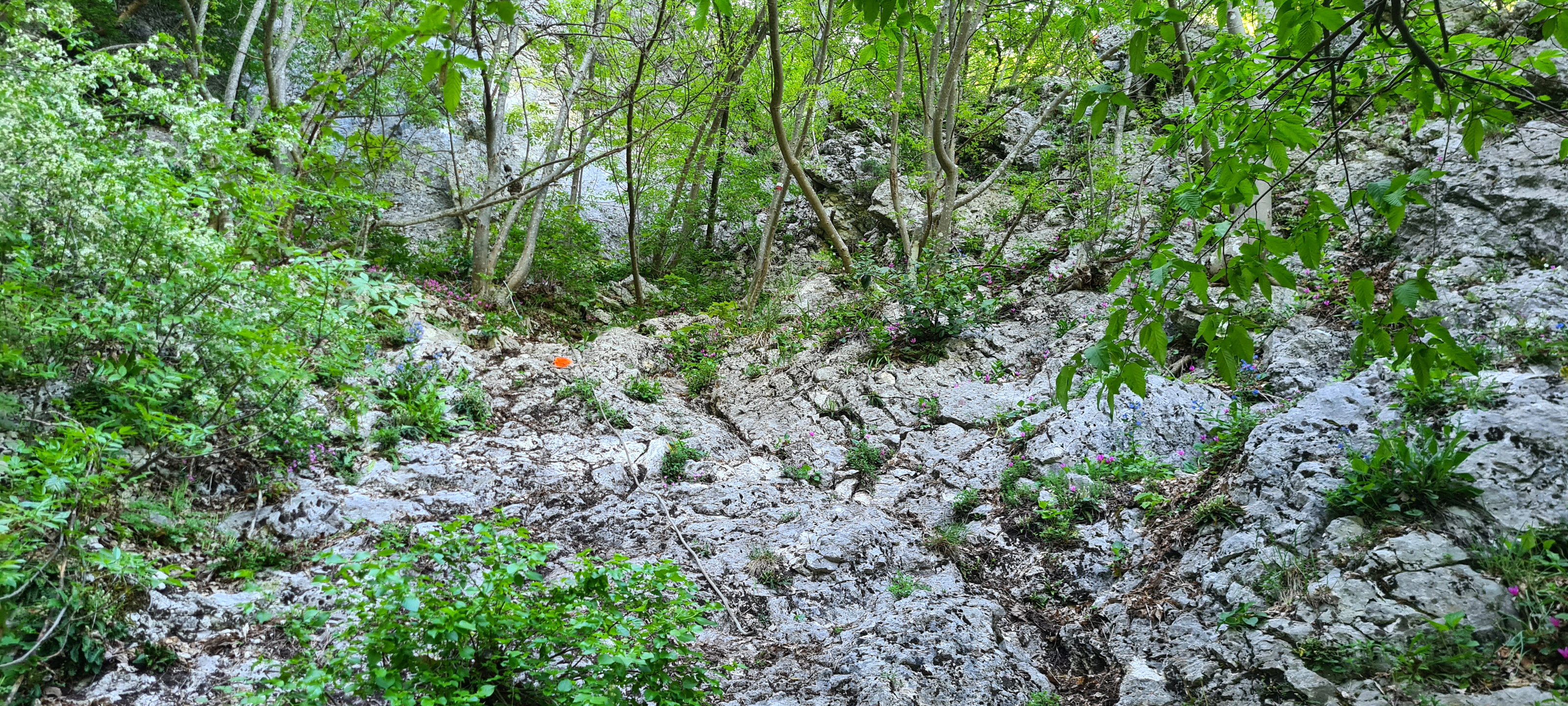 Monte Catria Sentiero Flò - immagine 10