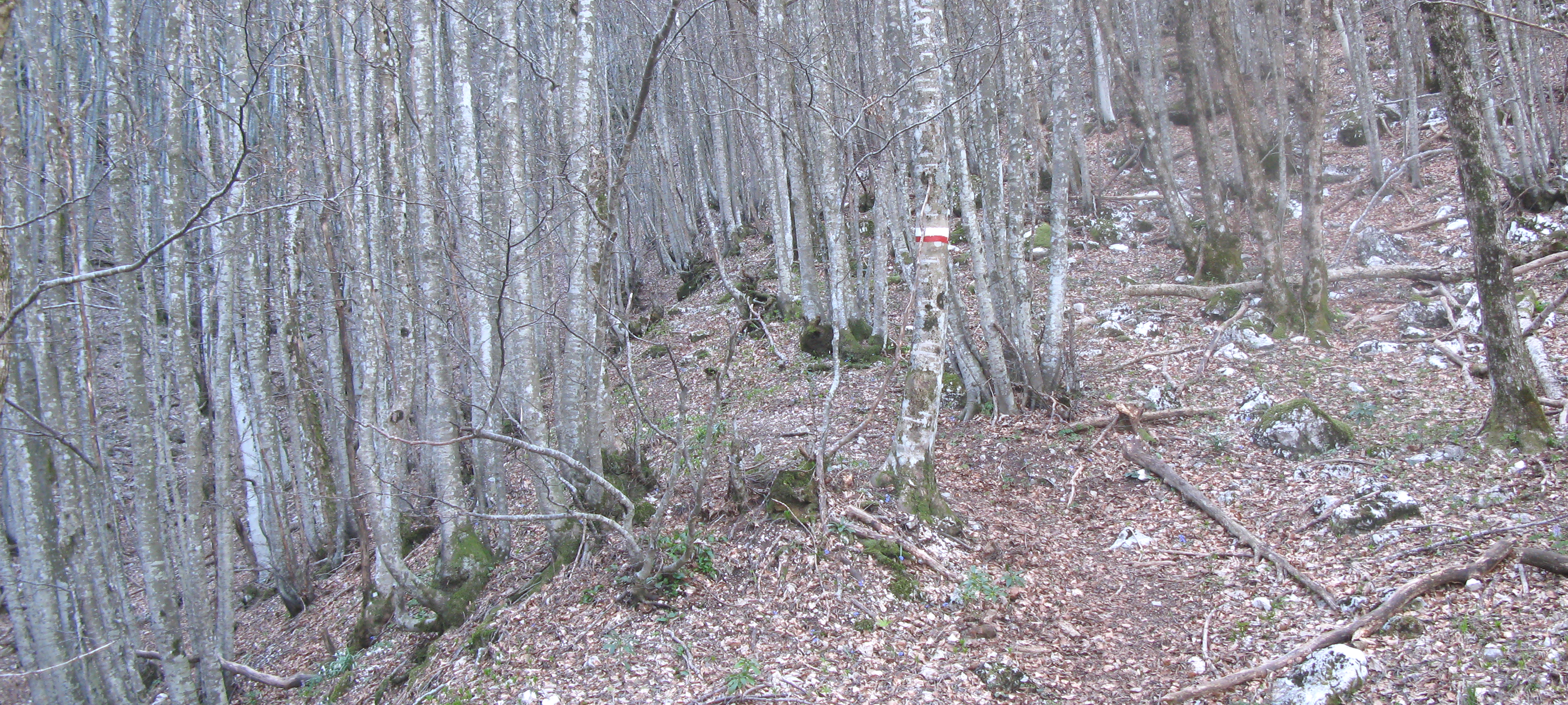 Monte Catria Sentiero Flò - immagine 13