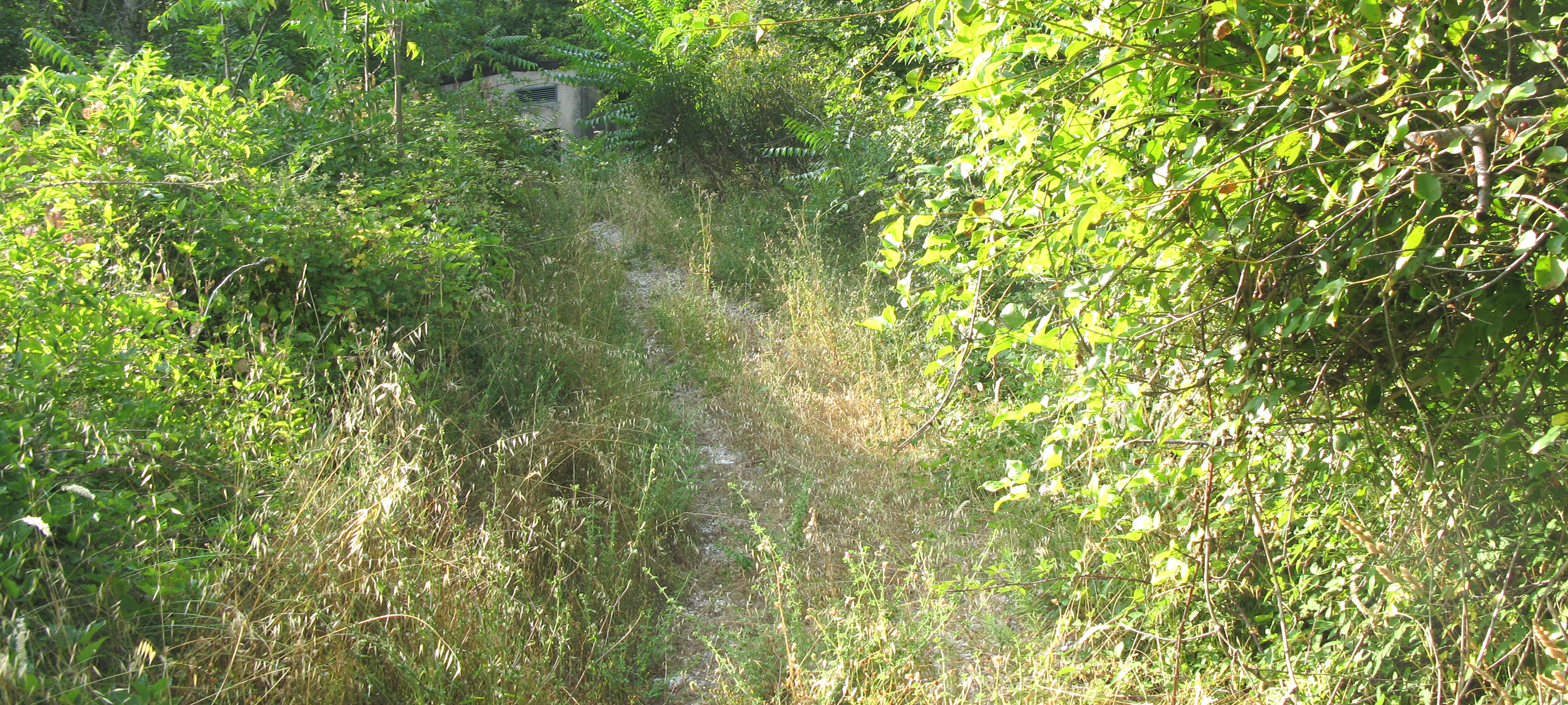Monte Nerone Sentiero Italia - immagine 1