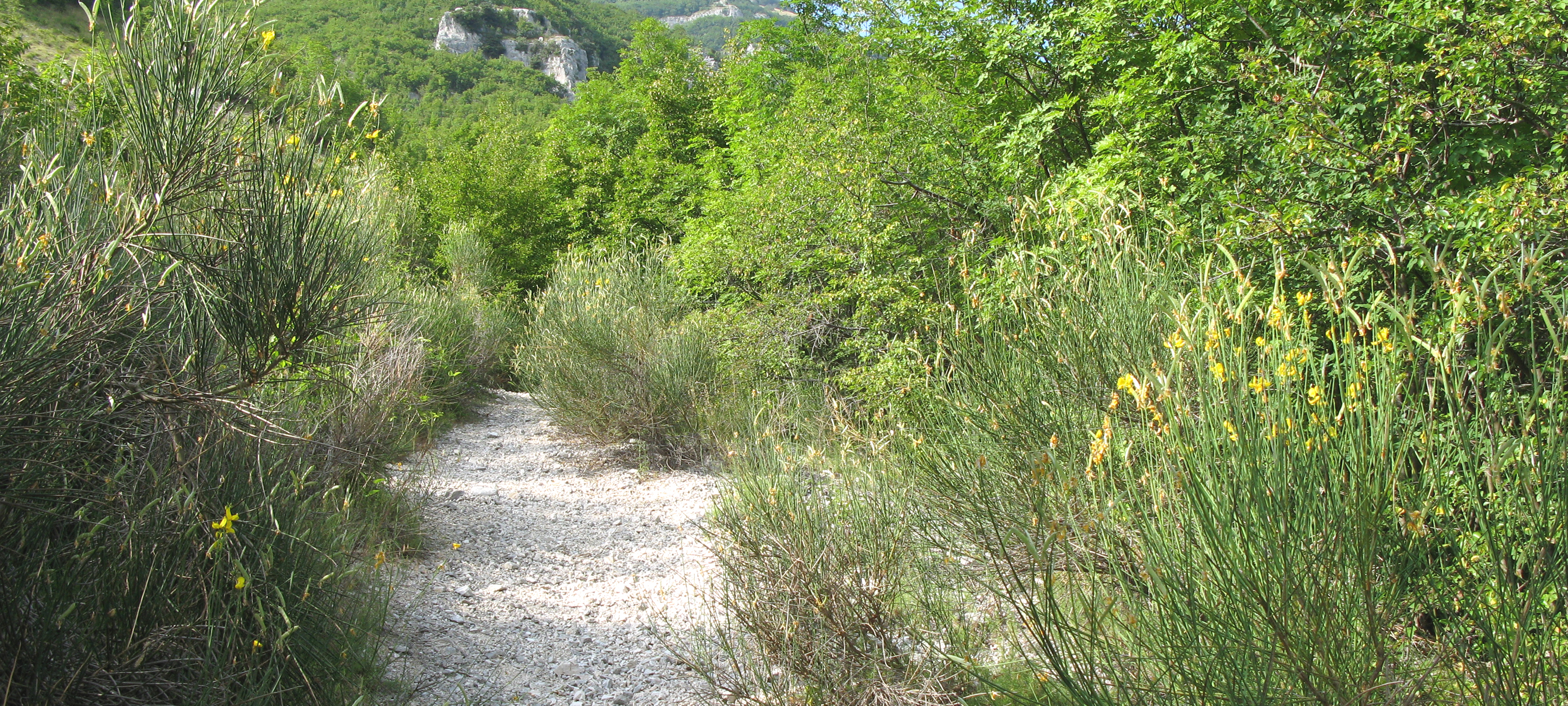 Monte Nerone Sentiero Italia - immagine 2
