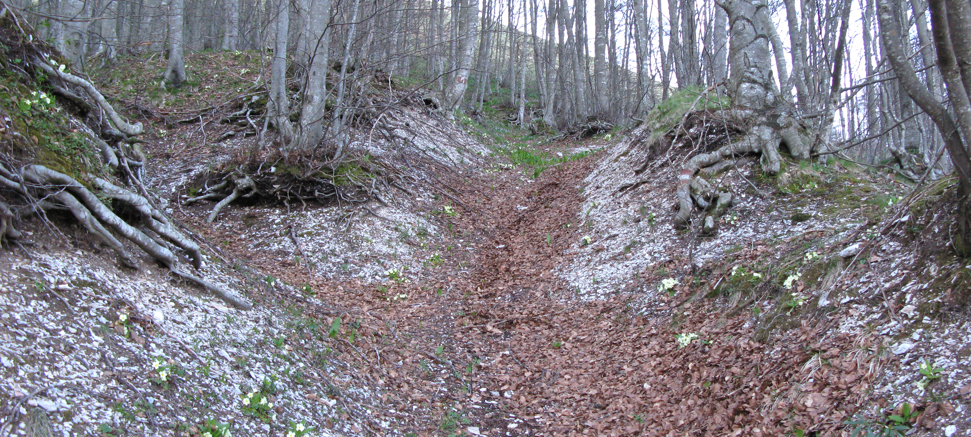 Monte Nerone Sentiero Italia - immagine 7