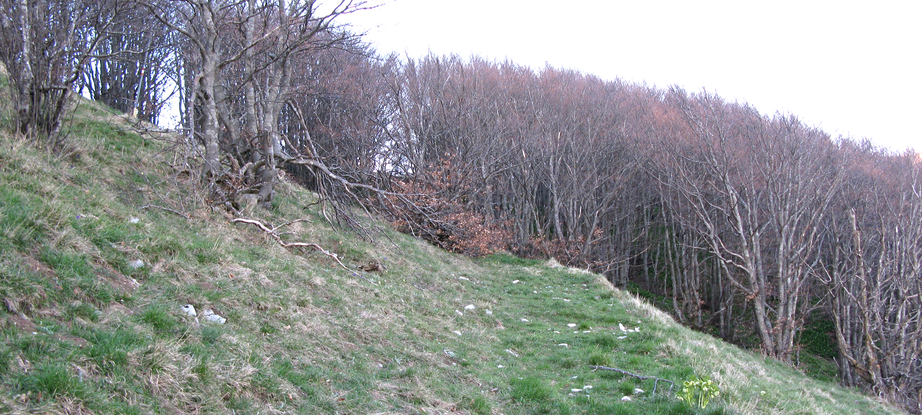 Monte Nerone Sentiero Italia - immagine 8