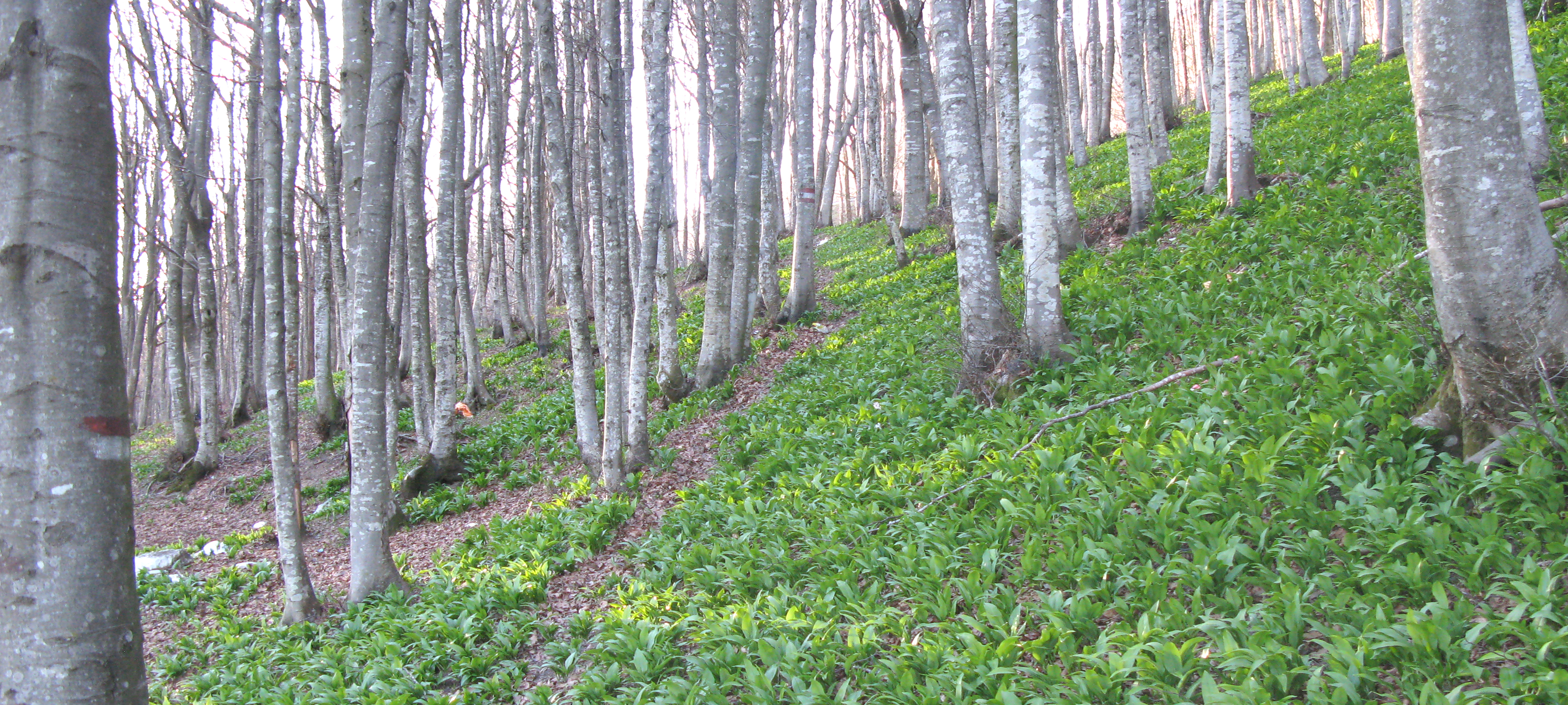 Monte Nerone Sentiero Italia - immagine 10