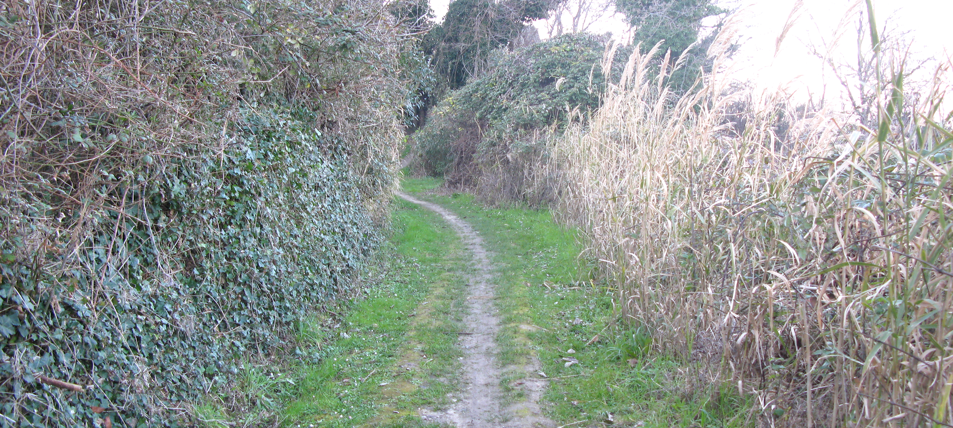 Parco Monte San Bartolo Sentiero Natura - immagine 3