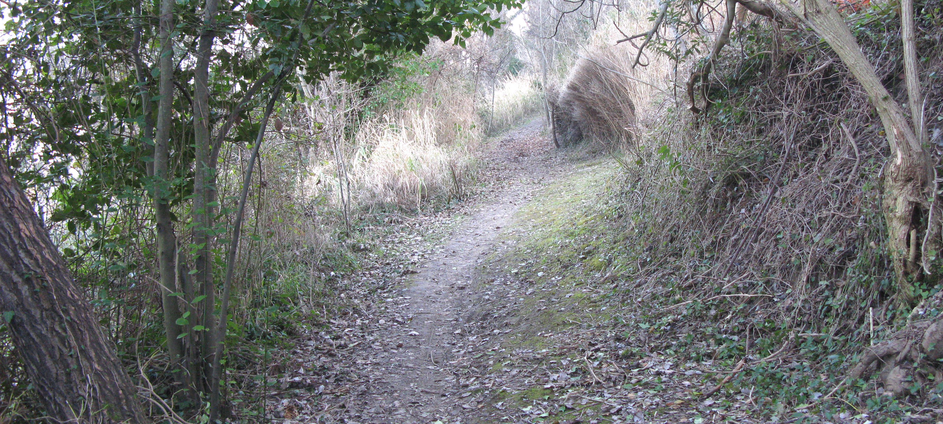 Parco Monte San Bartolo Sentiero Natura - immagine 4