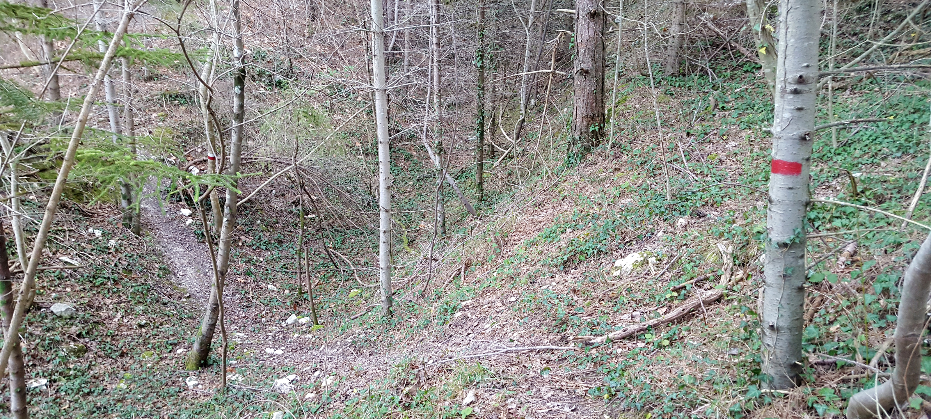 Monti delle Cesane Sentiero Regina B - immagine 2